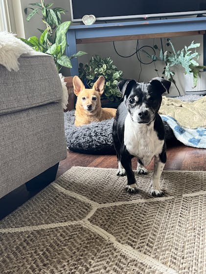 Dog Ate Chicken Carcass