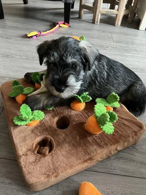 Sniff & Search Enrichment Set 2