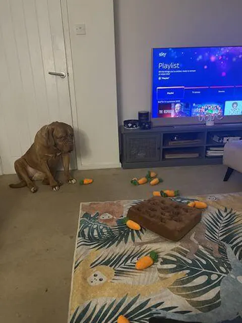 Sniff & Search Enrichment Set 2