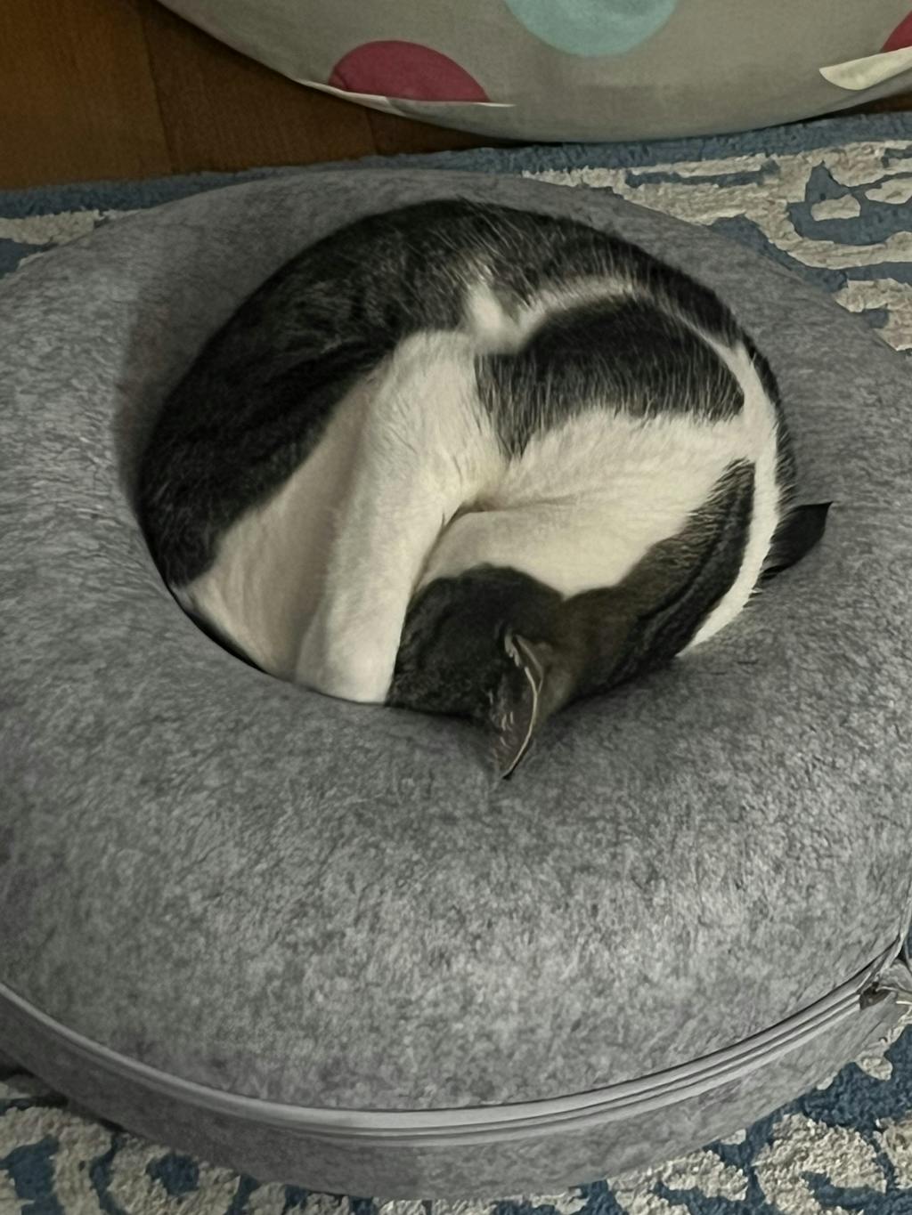 Purr-fect Circle
