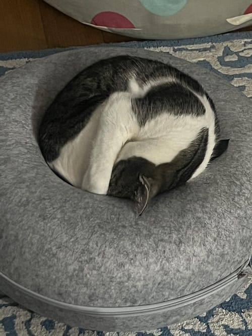 Purr-fect Circle