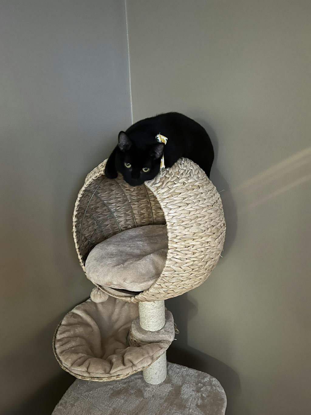 Bird Nest Cat Tree Happy & Polly