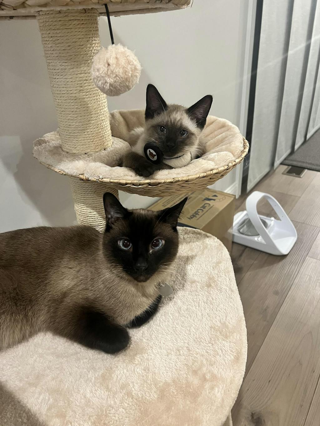 Bird Nest Cat Tree
