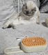 Steamy Pet Brush