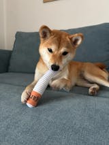 Cigarette Pack Chew Toy