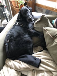 K9 TailSaver®