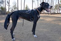 K9 TailSaver®