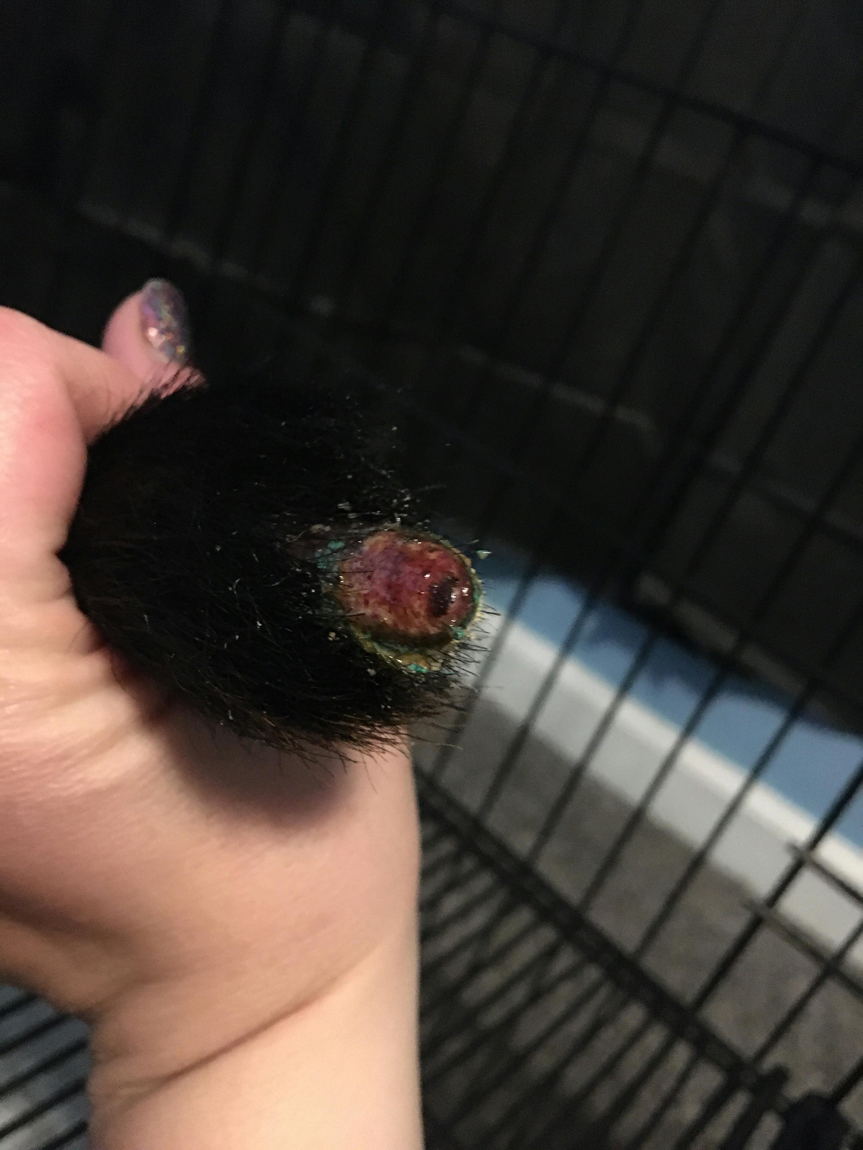 K9 TailSaver™ for Happy Tail Syndrome Happy Tail Saver