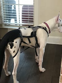 K9 TailSaver®