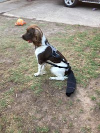 K9 TailSaver®