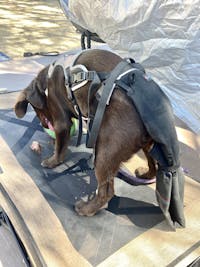 K9 TailSaver®