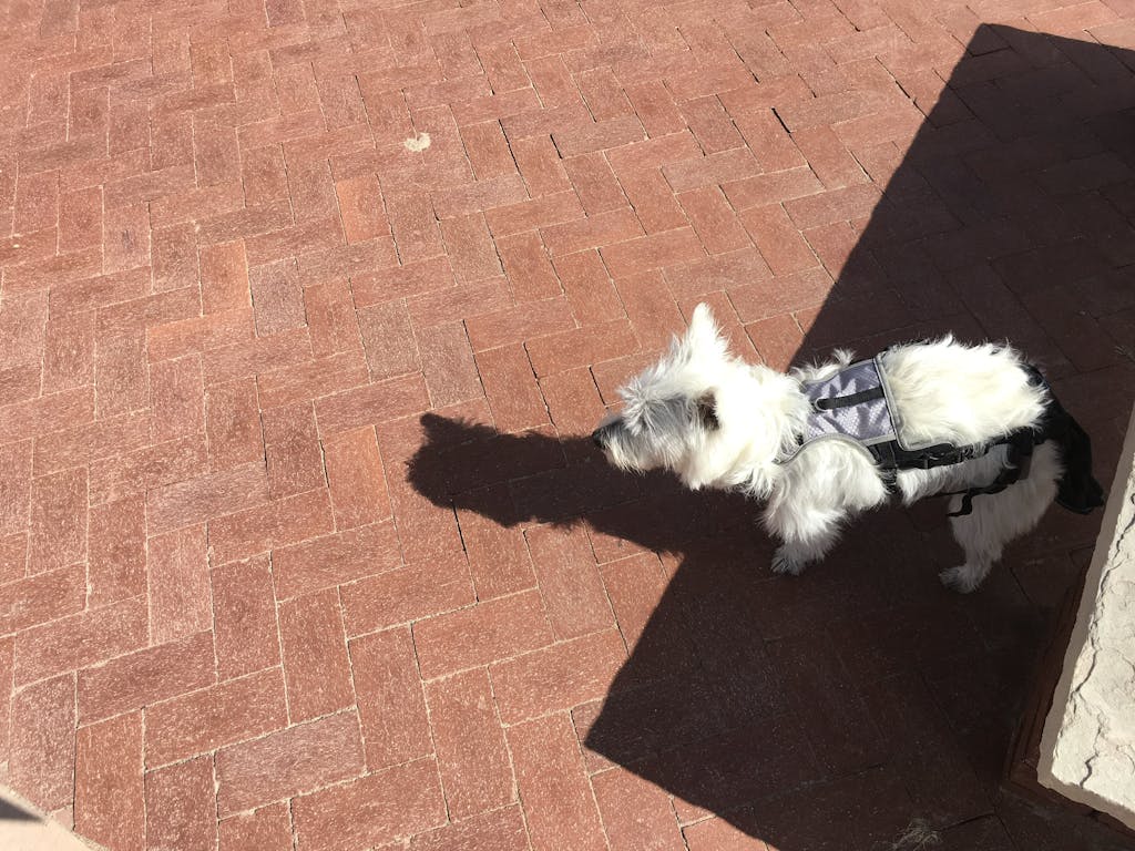 K9 TailSaver™ for Happy Tail Syndrome Happy Tail Saver