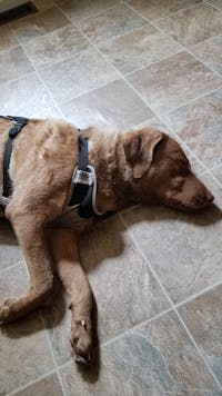 K9 TailSaver®