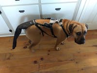 K9 TailSaver®