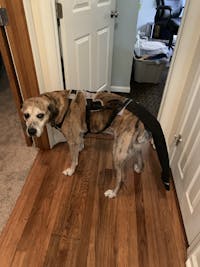 K9 TailSaver®