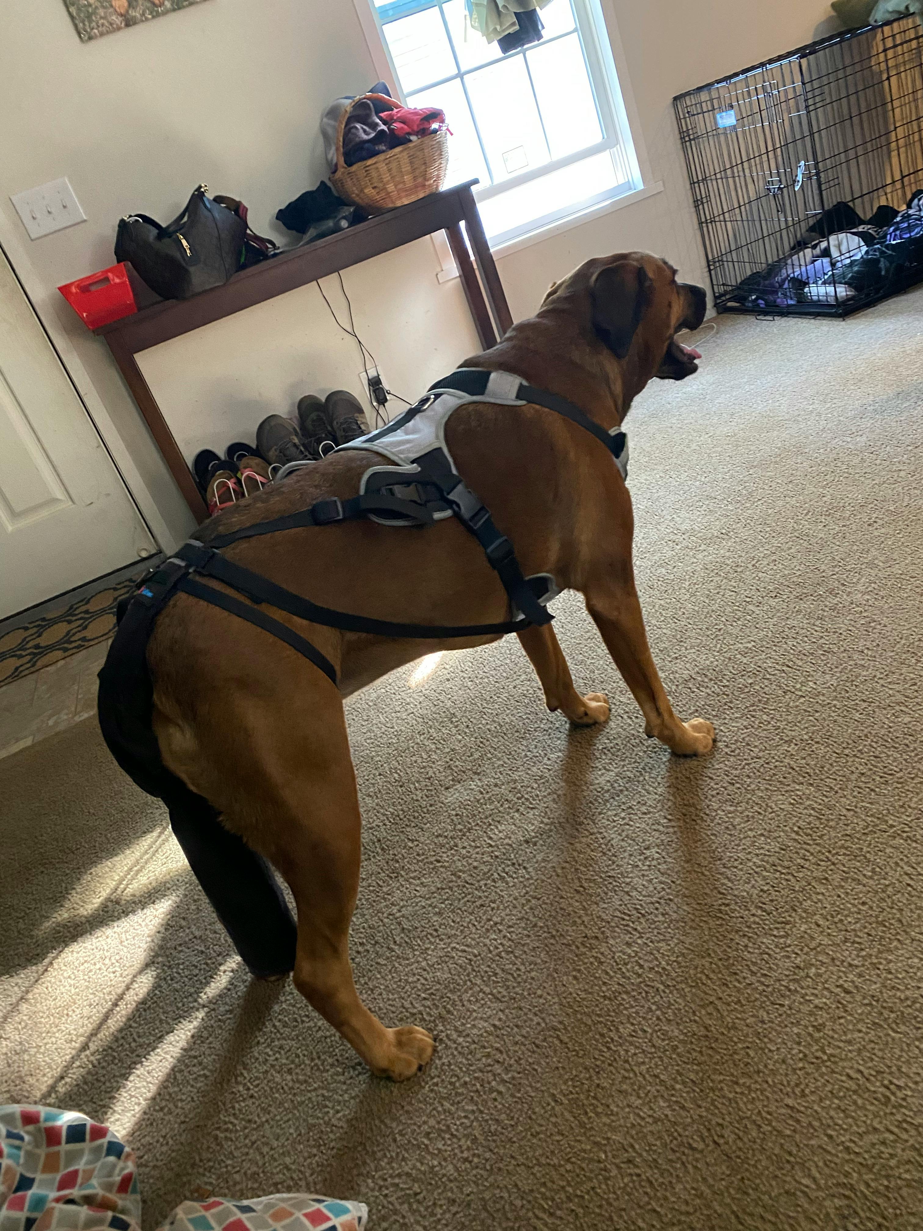 happy tail harness