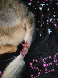 K9 TailSaver® Set