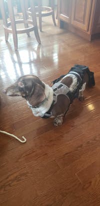 K9 TailSaver® Set
