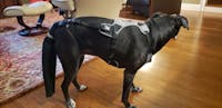 K9 TailSaver® Set