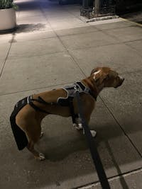 K9 TailSaver® Set