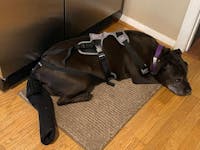 K9 TailSaver® Set