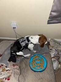 K9 TailSaver® Set
