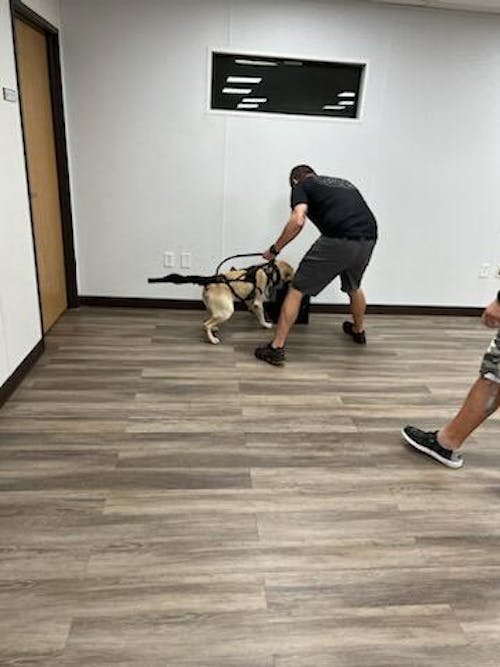 K9 TailSaver™ Happy Tail Syndrome & All Tail Injuries Happy TailSaver