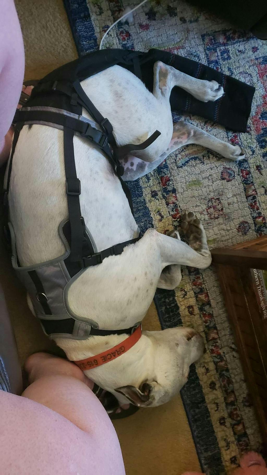 K9 TailSaver™ Happy Tail Syndrome & All Tail Injuries Happy TailSaver