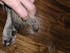 K9 TailSaver® Set