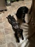 K9 TailSaver® Set
