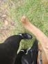 K9 TailSaver® Set