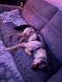 K9 TailSaver® Set