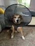 K9 TailSaver® Set