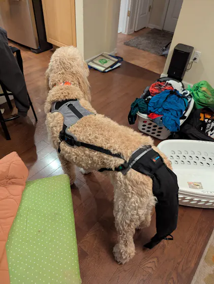 Protezione Per Coda Cane In Tessuto Oxford Nero, Regolabile, Impermeabile, Per Ferite, Post-operatorio E Toelettatura
