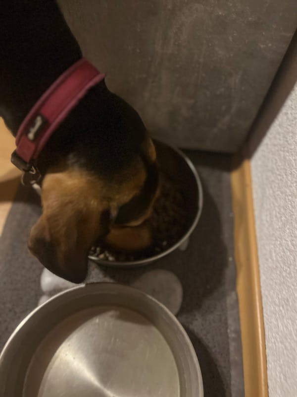 Zartes Landhuhn Trockenfutter