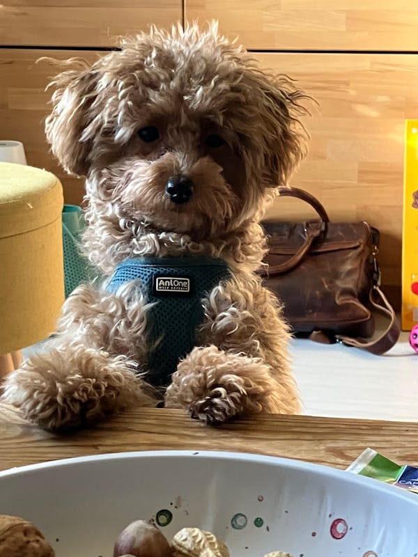 Zartes Landhuhn JUNIOR Trockenfutter