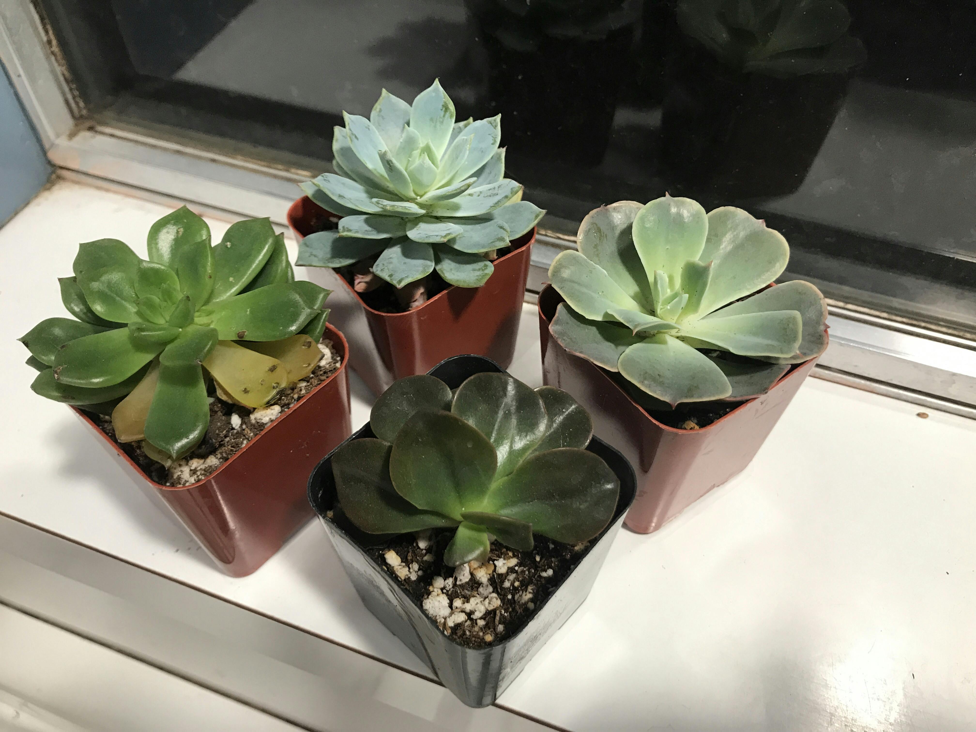 Echeveria Starter Pack | Premium Succulents Direct From the Nursery