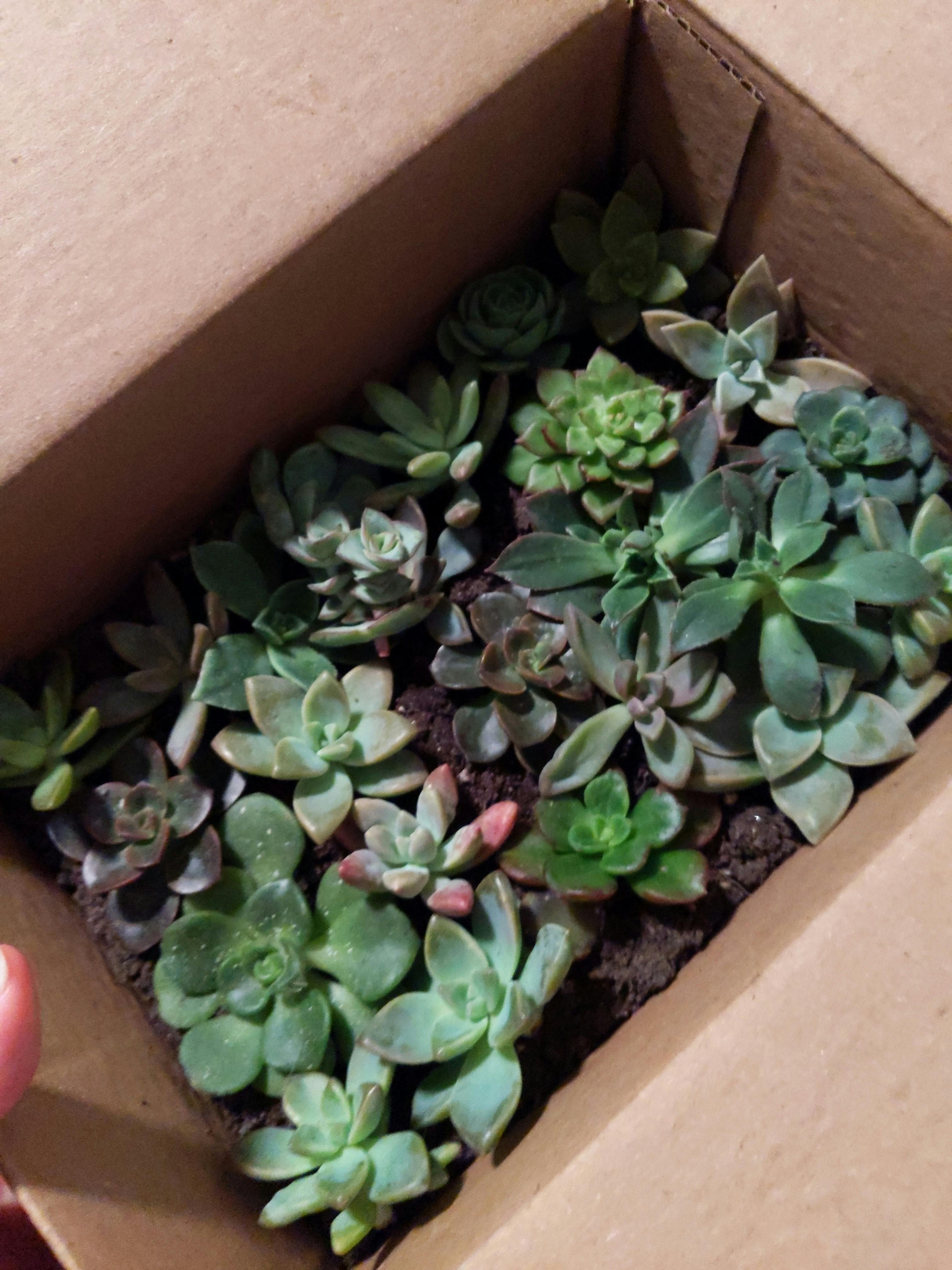 Assorted Rosette Succulent Cuttings for Sale Online Harddy