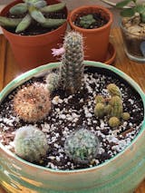 Mini Cacti Assortment, Tiny Cactus Set, Bunny Ears, Old Man, Pink eves pin  Needle, Easter Lily, Barrel, 6 Different Cacti in 2 inch pots