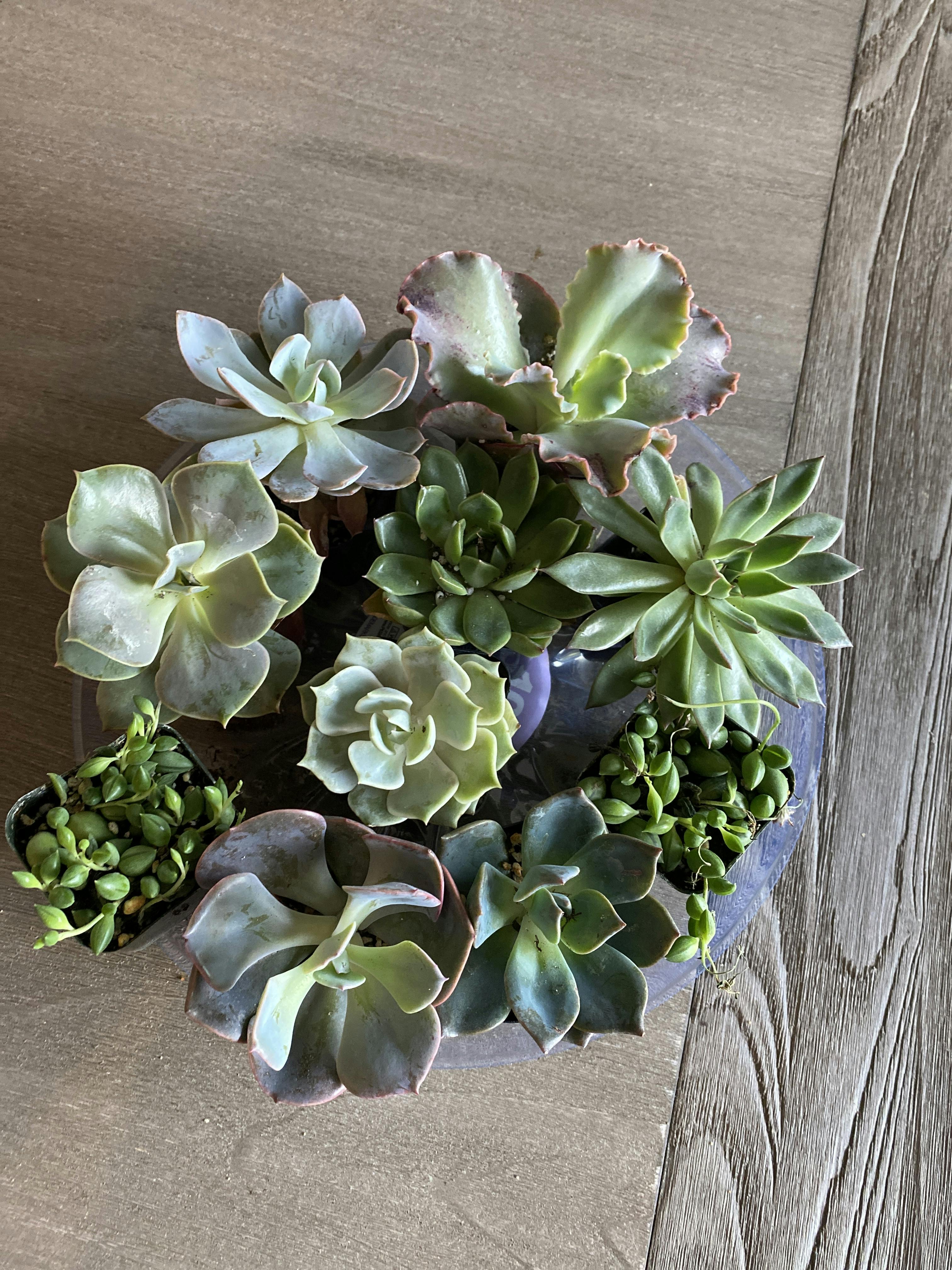 Unique Rosette Succulent Collection - No Duplicates | Premium ...