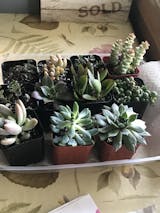 M✧succulent ·͜· ︎︎ᕷ Trendy_Mint_Succulents_5.jpg?v