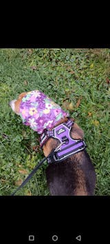 Harnais anti-traction pour chien confortables et sécurisés