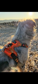 Harnais anti-traction pour chien confortables et sécurisés