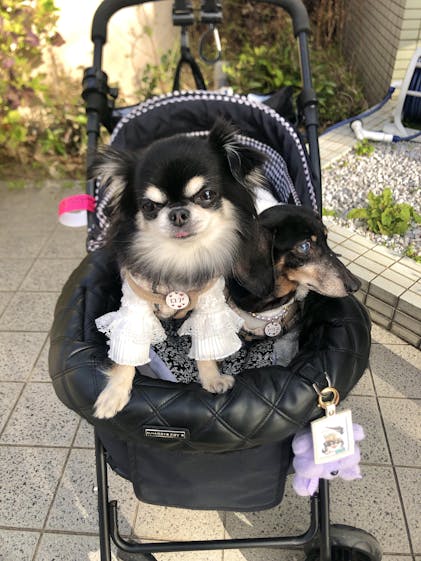 コンフォーター DIA、ココナッツミルク