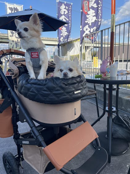 コンフォーター DIA、Coconut Milk ココナッツミルク