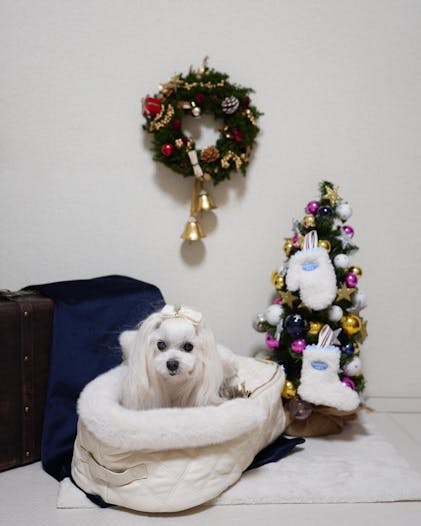 バシネット DIA DOME、ペッパーグレー