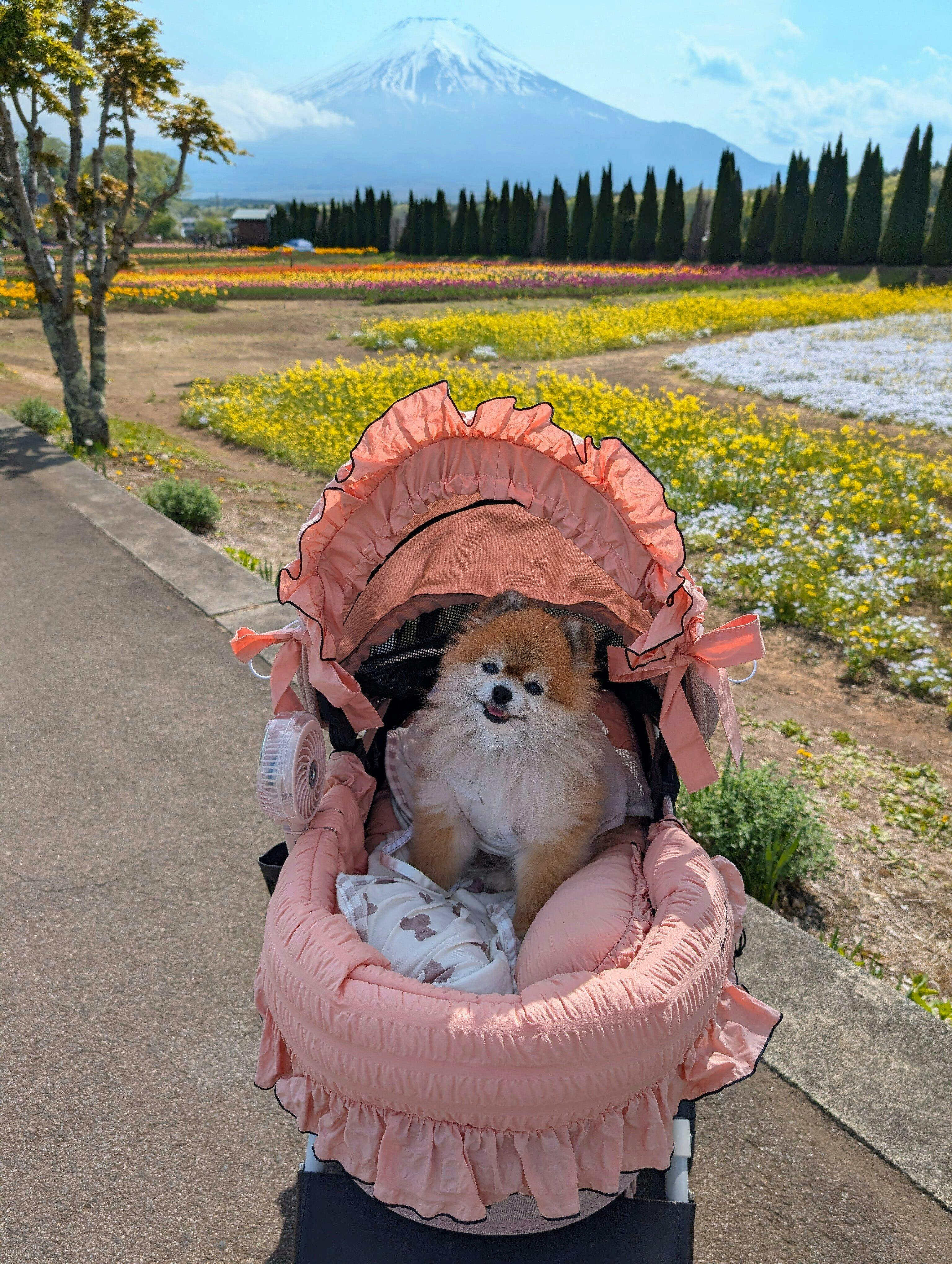 バギーボンネット NEWマーガレット、コーラルピンク