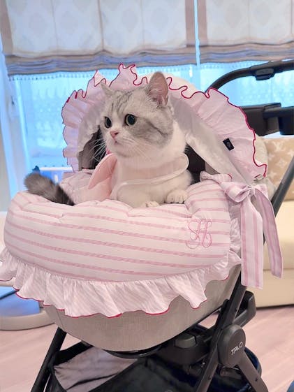 バギーボンネット、クルーズ、オーシャンピンク