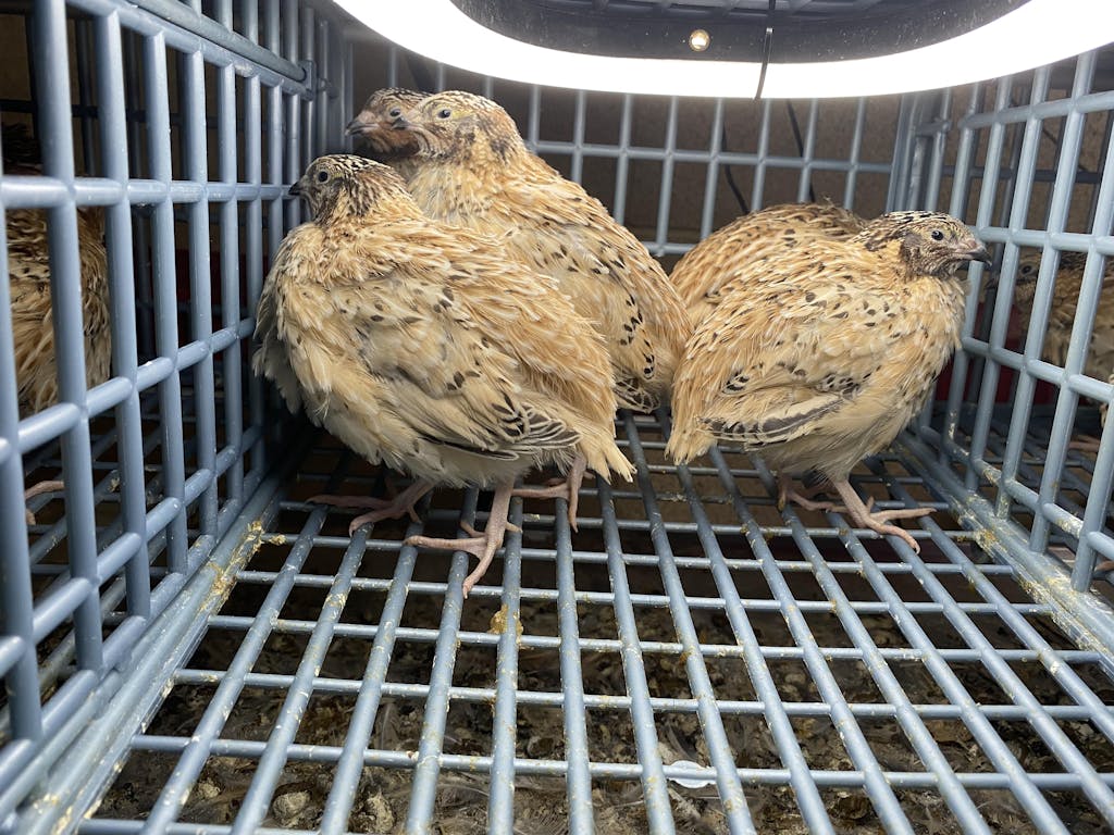 Quail Cage 4 Layer (Breeding Pen, Automatic, Clean) Hatching Time