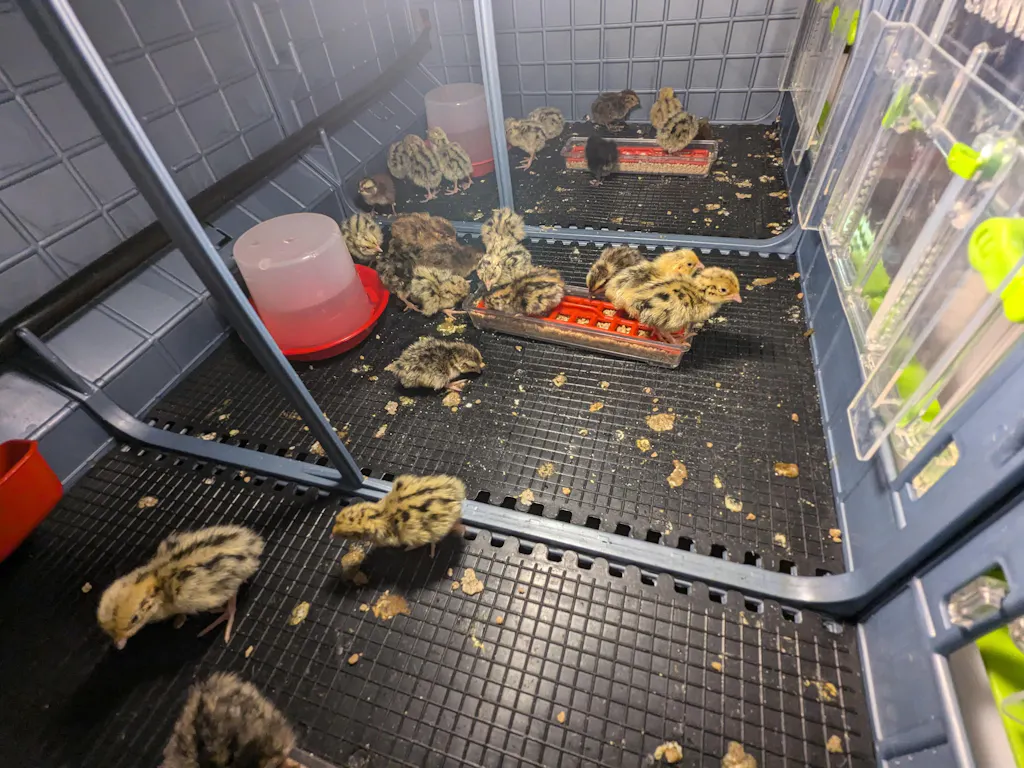 Chicken Brooder Box: 2 Layer Baby Chick Brooder | Hatching Time